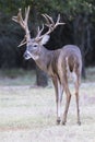 Front portrait whitetail buck with huge non typical rack Royalty Free Stock Photo