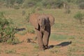 front profile of adorable baby african elephant walking with water dripping out from its trunk in the wild semi-arid savannah of Royalty Free Stock Photo