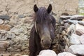 Front profile of a black horse in a stone wall enclosure Royalty Free Stock Photo