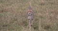 front profile of cheetah walking stealthily on the hunt in the wild savannah of masai mara, kenya