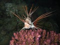 Clear fin lion fish