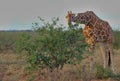 front profile of female reticulated giraffe bending down to eat leaves of a bush in the wild savannah of buffalo springs national