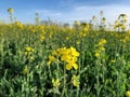 Yellow rape flower close up Royalty Free Stock Photo