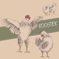 Front rooster and brood