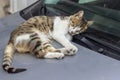 Front shoot of sweet cat on car for afternoon nap Royalty Free Stock Photo