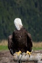 Front shot of a Bald Eagle looking back at the Grouse Mountain, Vancouver, Canada Royalty Free Stock Photo