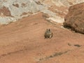 Front on shot of a chipmunk on a rock shelf at zion np