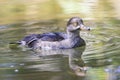 Front shot of female merganser