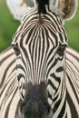 Front on shot of head and body of wild Burchell`s Zebra Equus quagga burchellii Etosha National Park, Namibia Royalty Free Stock Photo