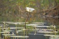 front shot of inclined white and pink blooming lotus flower and leaves floating Royalty Free Stock Photo