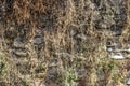 Front shot of masonry wall covered with yellow colored plants Royalty Free Stock Photo