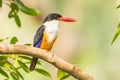 Front side of Black-capped Kingfisher Royalty Free Stock Photo