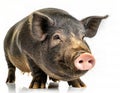 front side face view of Gottingen minipig or pot bellied pig standing isolated against white background, studio shot