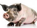 front side face view of Gottingen minipig or pot bellied pig standing isolated against white background, studio shot