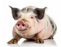 front side face view of Gottingen minipig or pot bellied pig standing isolated against white background, studio shot