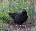 Front and side view of Black Cochin hen pullet. Royalty Free Stock Photo