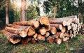 Front and side view. Freshly harvested wooden logs stacked in a pile in the green forest Royalty Free Stock Photo