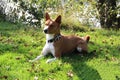 Front and side view of a two tone basenji in a natural landscape in meppen emsland niedersachsen germany