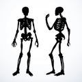 Human skeleton. Vector schematic drawing Royalty Free Stock Photo