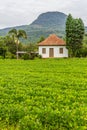 Front of a Stone House Farm with Soy plantation Royalty Free Stock Photo