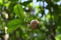 Front surface view of a Mantis egg capsule on a plant stem Royalty Free Stock Photo