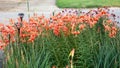 Front Tiger Lily garden in now in full bloom Royalty Free Stock Photo