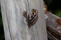 Front and top view on a lilac white sparkled falter sitting on a piece of wood with half open wings in a greenhouse in emsbÃÂ¼ren Royalty Free Stock Photo