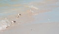 Three whimbrel, sea birds, washing feathers on a sandy, tropical shoreline Royalty Free Stock Photo