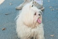 front, top view of a small white haired sitting and panting