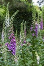 In front of the trees is a field with common foxglove or Digitalis purpurea with flowers in different colors in this beautiful gar