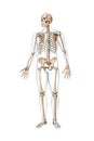 Front view of accurate full human skeleton with body male silhouette 3D rendering illustration isolated on white with copy space.