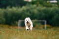 Front view. Active puppy of golden retriever is running on the green field