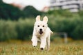 Front view. Active puppy of golden retriever is running on the green field