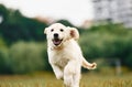 Front view. Active puppy of golden retriever is running on the green field