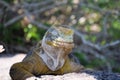 Front view of an adult yellow land iguana, iguana terrestre with closed eyes on a rock at South Plaza Island, Galapagos, Ecuador Royalty Free Stock Photo