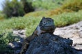 Front view of an adult yellow land iguana, iguana terrestre on a rock at South Plaza Island, Galapagos, Ecuador Royalty Free Stock Photo