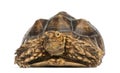Front view of an African Spurred Tortoise, Geochelone sulcata Royalty Free Stock Photo