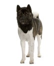 Front view of Akita Inu, standing Royalty Free Stock Photo