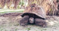 Front view of Aldabra Giant Tortoise on Remire Island, Seychelles. Royalty Free Stock Photo