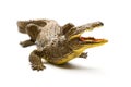 Front view aligator toy on white background Royalty Free Stock Photo