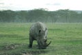 Front view of an amazing exemplar of white rhinoceros in the african savannah, safari thorugh Kenya. Royalty Free Stock Photo