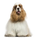 Front view of an American Cocker Spaniel, panting, sitting Royalty Free Stock Photo