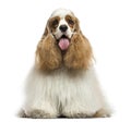 Front view of an American Cocker Spaniel, panting, sitting Royalty Free Stock Photo