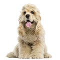 Front view of an American Cocker Spaniel puppy panting Royalty Free Stock Photo