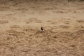 Front view of an American Golden Plover walking on a sandy beach in Kihei, Maui