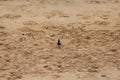 Front view of an American Golden Plover on a sandy beach at Ma`alaea Bay in Maui