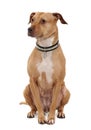 Front View Of American Pit Bull Terrier, Sitting