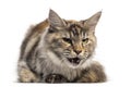 Front view of an angry Main Coon, lying, isolated