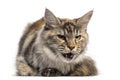 Front view of an angry Main Coon, lying, isolated Royalty Free Stock Photo