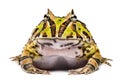 Front view of an Argentine Horned Frog, Ceratophrys ornata